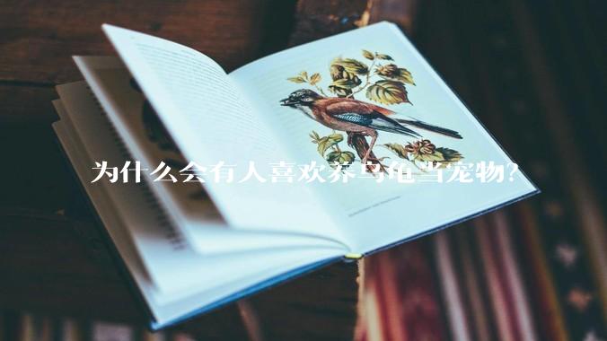 为什么会有人喜欢养乌龟当宠物？